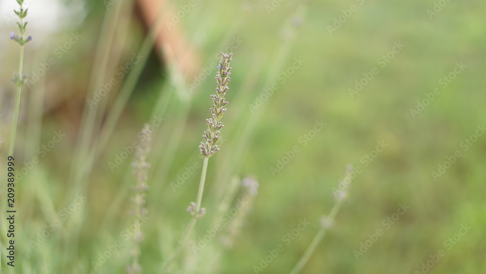 lavender flower growing on green background