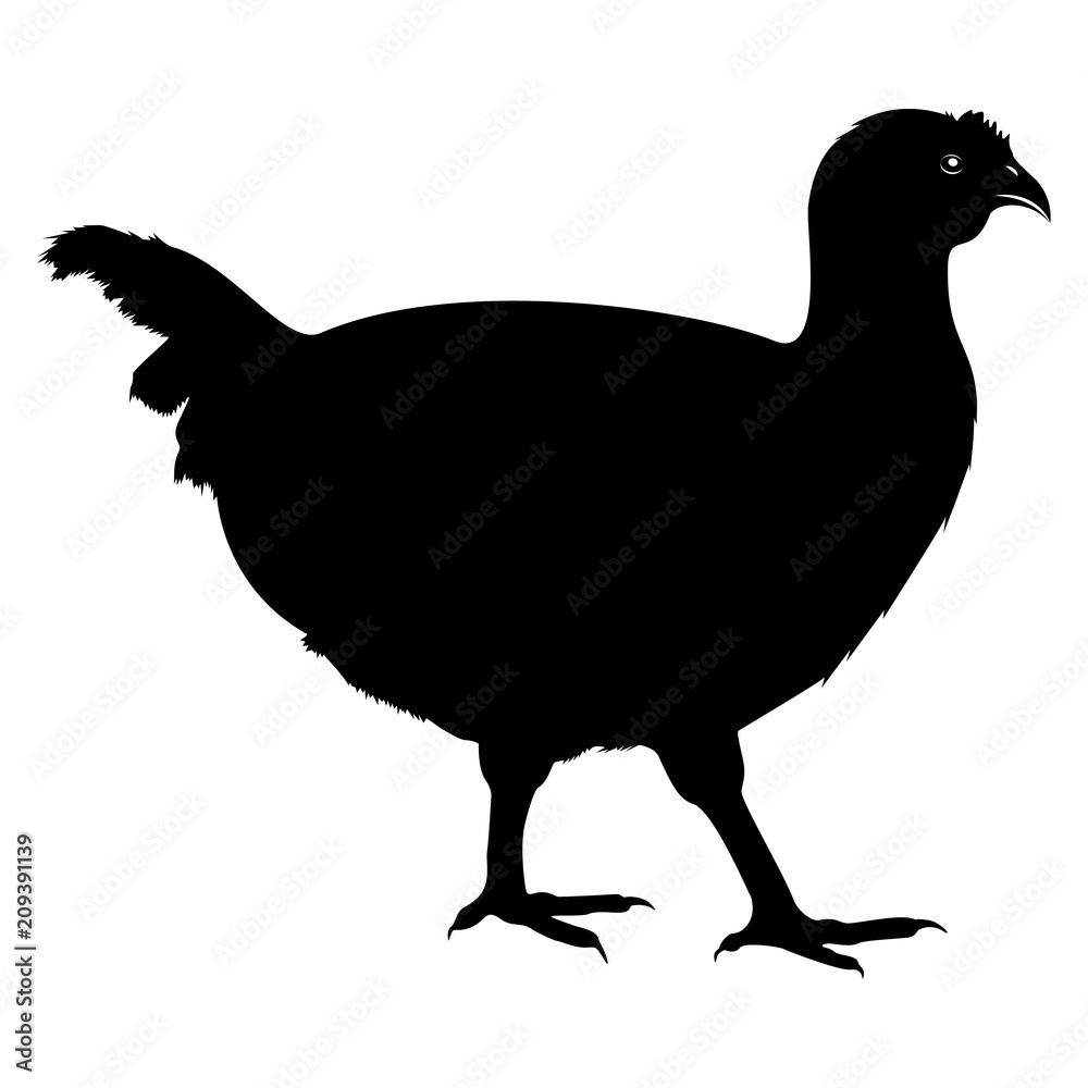 Vector, flat image of a chicken on an isolated white background Vector, flat image of a chicken on an isolated white background
