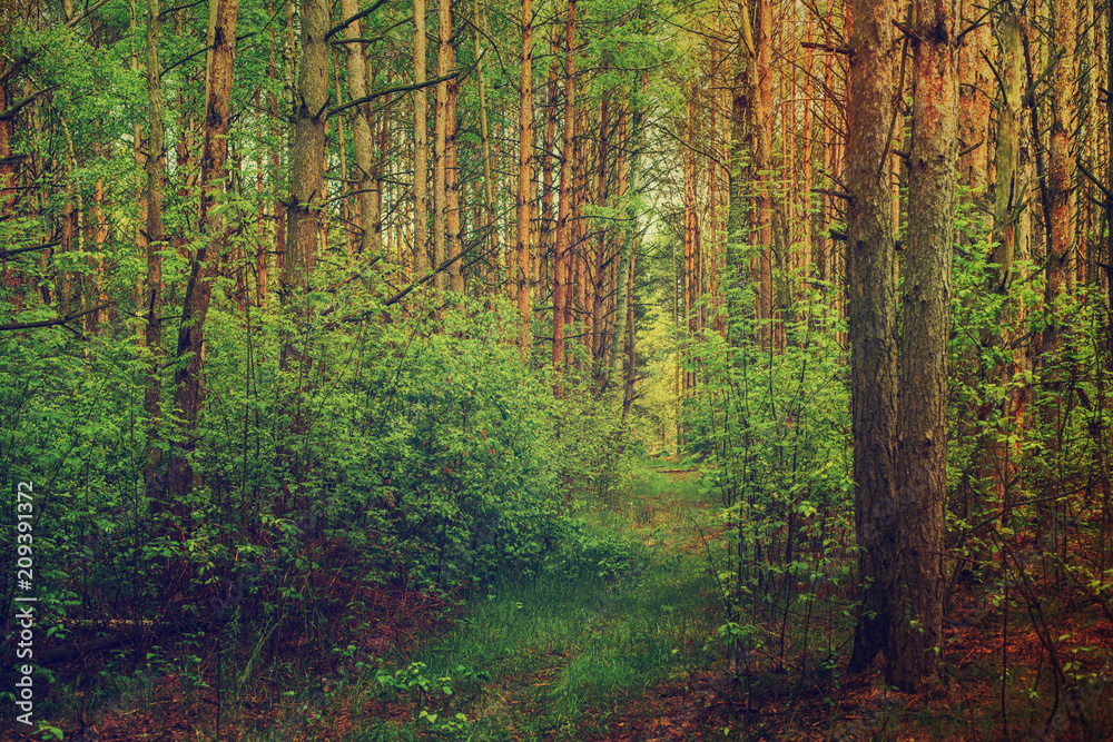 Summer green forest with pine trees, natural outdoor seasonal background. Summer green forest with pine trees, natural outdoor seasonal background.