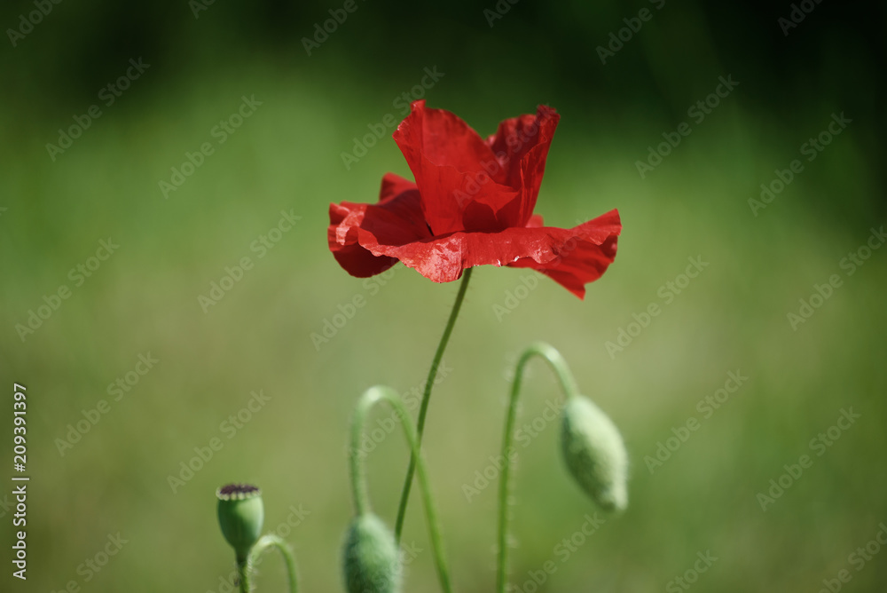 Red poppy flower blooming in the green grass field, floral natural spring background, can be used as image for remembrance and reconciliation day Red poppy flower blooming in the green grass field, floral natural spring background, can be used as image for remembrance and reconciliation day