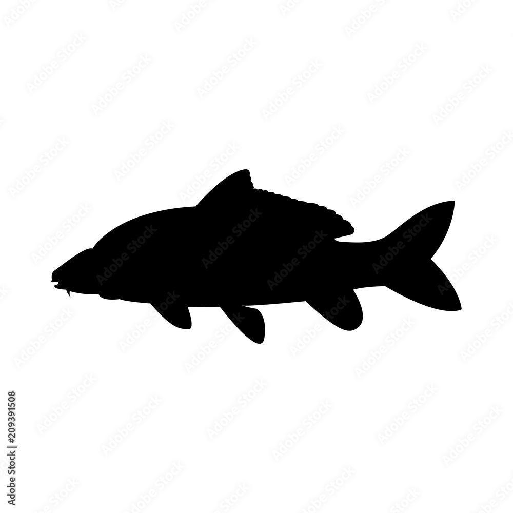Vector image of fish carp silhouette Vector image of fish carp silhouette