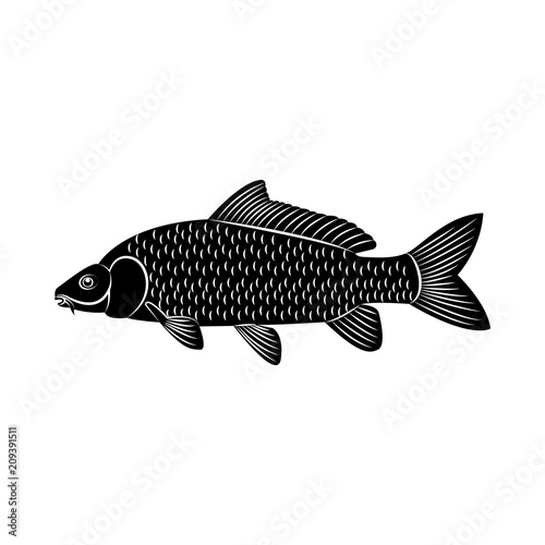 Vector image of fish carp silhouette