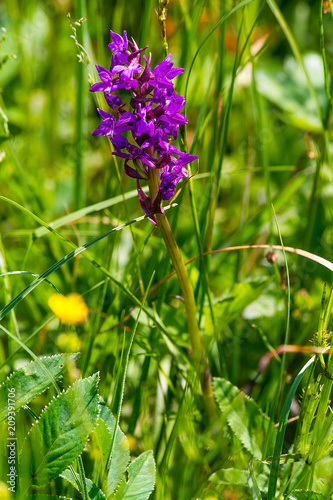 Obraz na płótnie Spotted orchid (Dactylorhiza maculata) on the meadow (Poland) w salonie