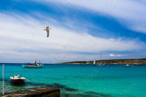 Beautiful turquoise sea and a seagull flying