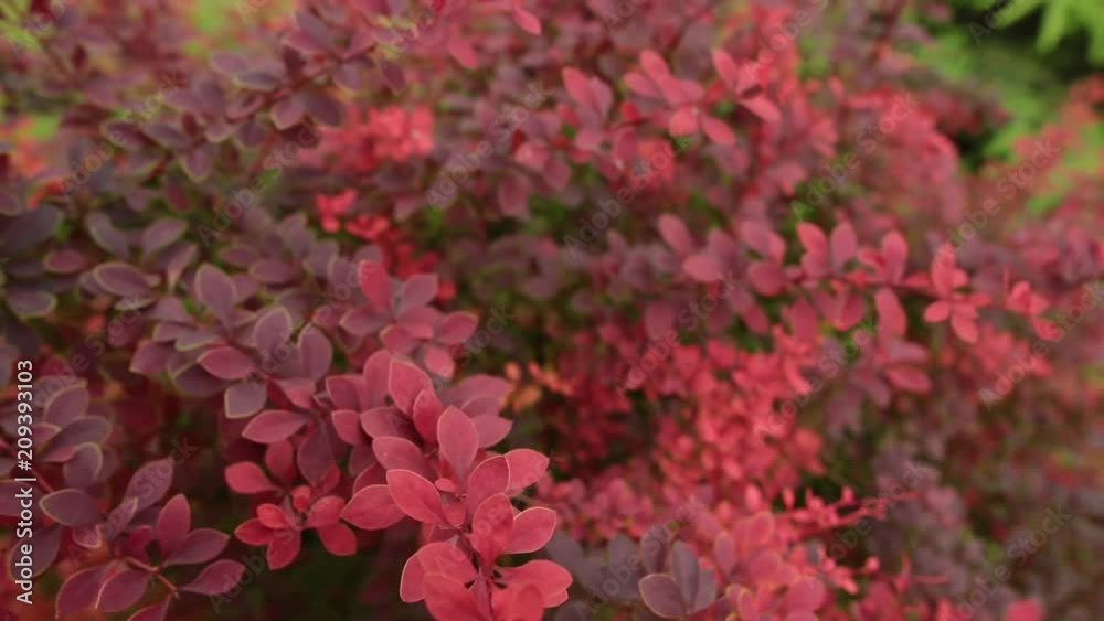 Closeup of a bush of Berberis in the summer garden. Closeup of a bush of Berberis in the summer garden.