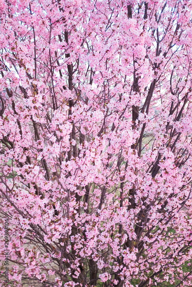 Tree Covered in Cherry Blossoms in the Spring Tree Covered in Cherry Blossoms in the Spring