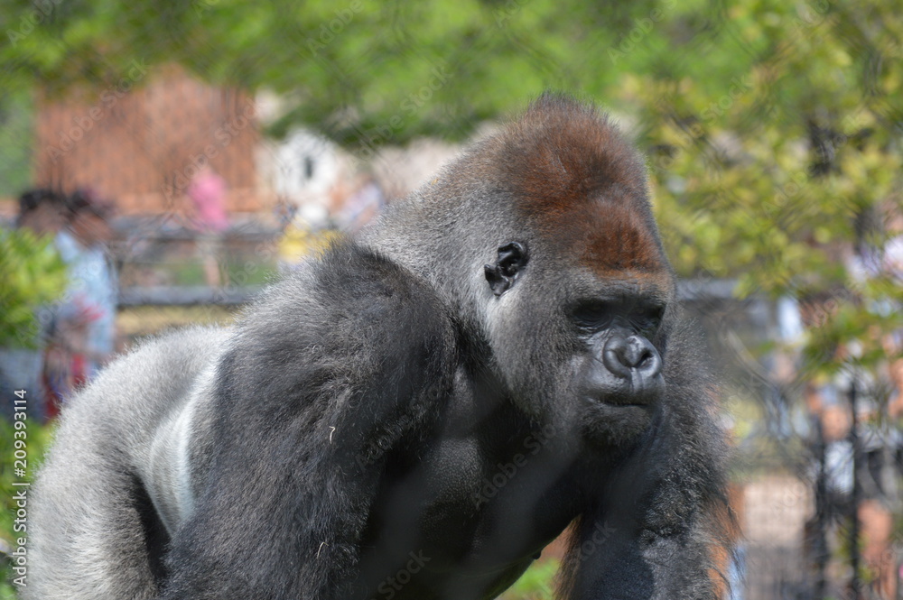 Naklejka premium Western Lowland Gorilla