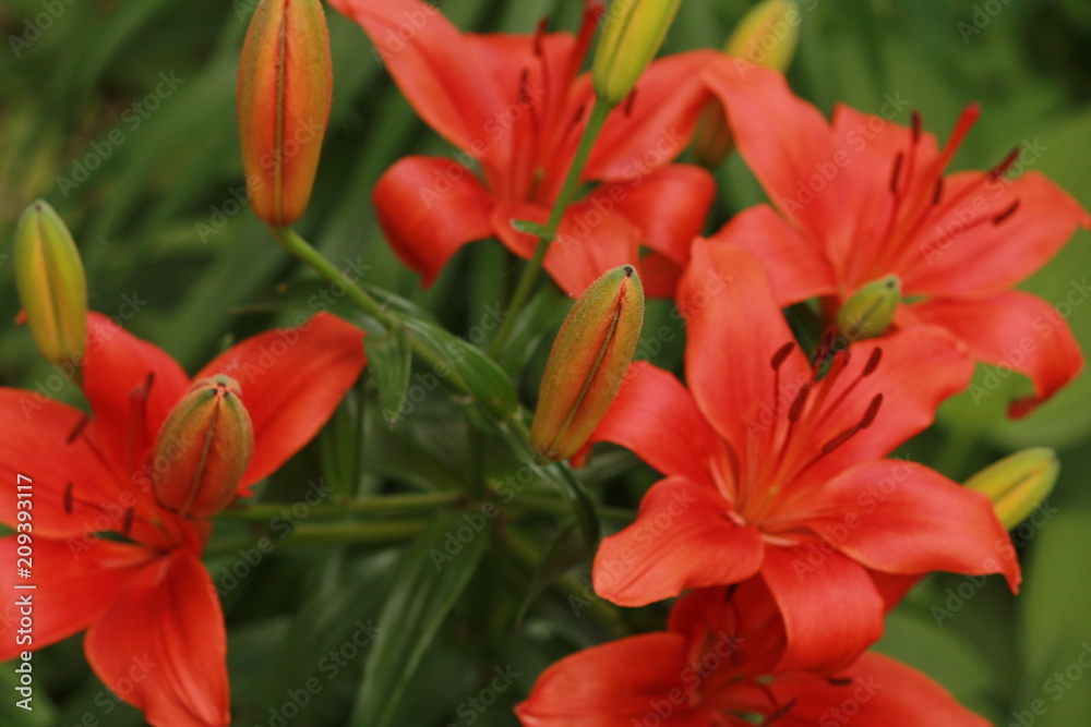 Close up of red lilies