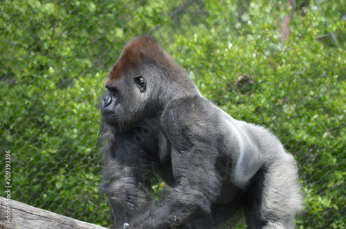 Photo Western Lowland Gorilla