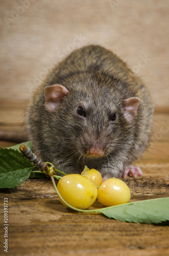 Rat eating yellow cherries on a wooden table.