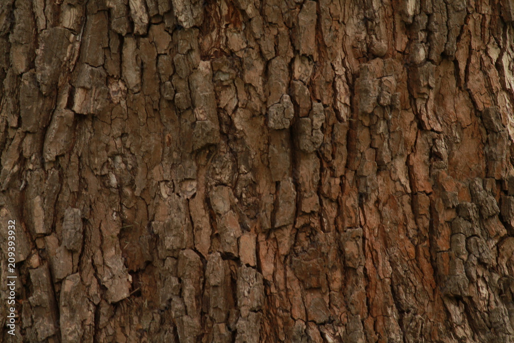 Tree bark Tree bark