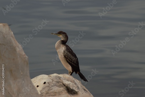 cormorano cormorant
