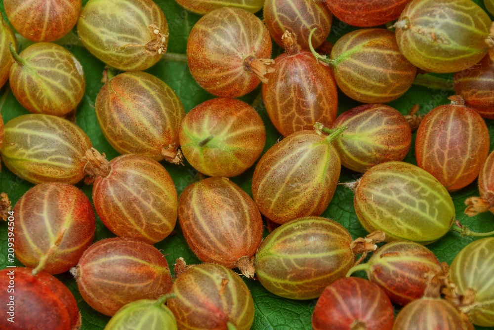 vegetable texture of ripe colored berries gooseberries vegetable texture of ripe colored berries gooseberries