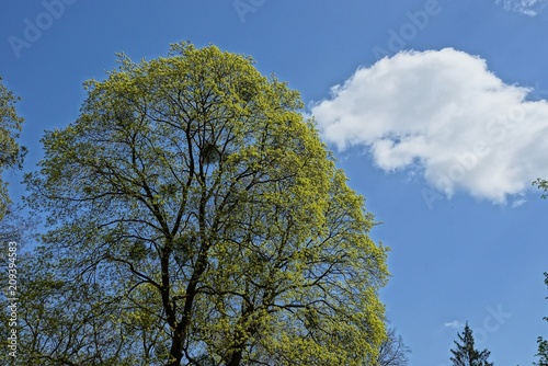 the top of a green tree against the sky and clouds