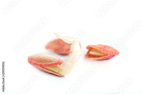 Sprouted pumpkin seeds on a white background macro