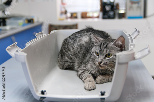 frightened cat in a transport at a reception in a veterinary clinic