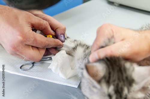 collection of blood from a vein in a cat in a veterinary clinic