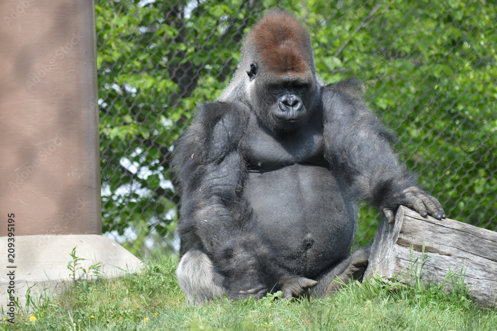 Western Lowland Gorilla Western Lowland Gorilla