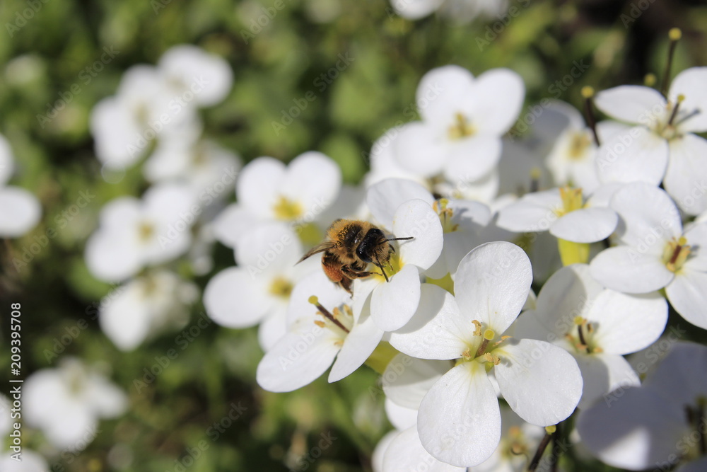 Bumblebee and flower Bumblebee and flower
