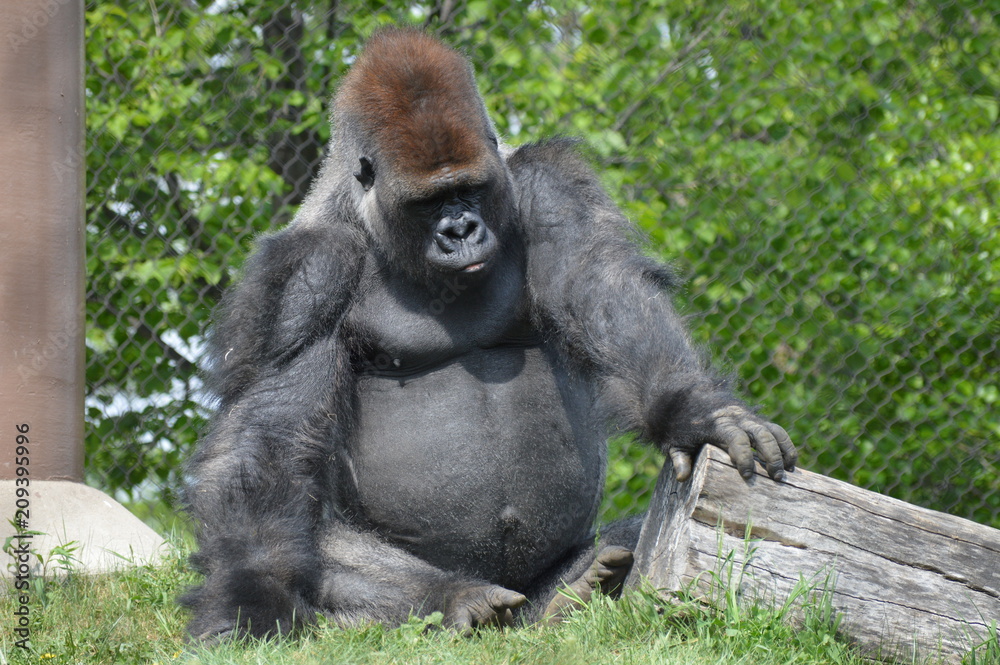 Naklejka premium Western Lowland Gorilla