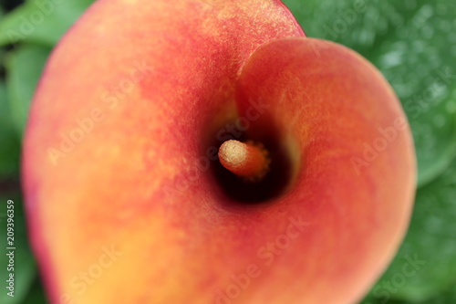 arum de couleur en gros plan