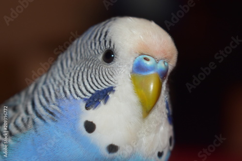 Portrait of blue budgerigar
