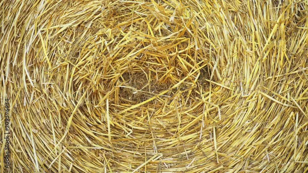 Straw in a haystack, close-up Straw in a haystack, close-up