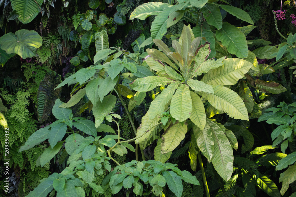 Plants Plants