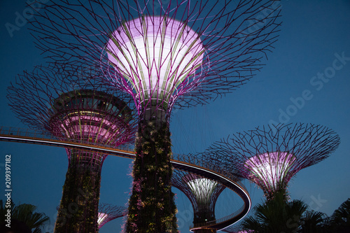 Singapore trees