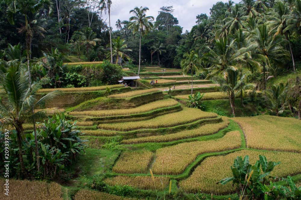 Rice fields