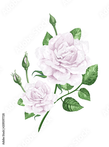 White rose on stem in watercolor style and splashes isolated on white background.