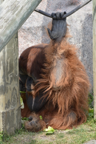 Adult male orangutan