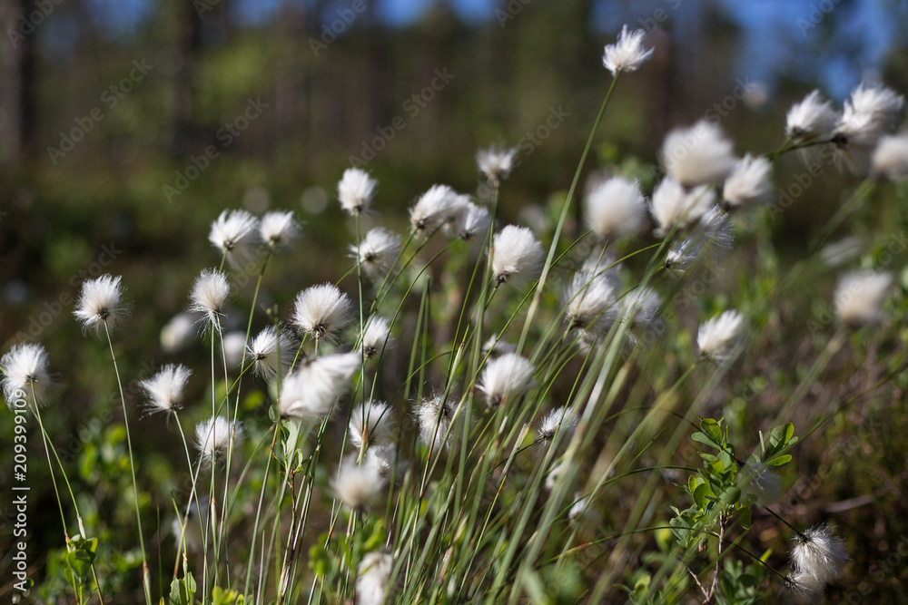 Close-up of blooming hare's tail cottongrass or tussock cottongrass (Eriophorum vaginatum) in wetland in Finland on a sunny day in the summer.