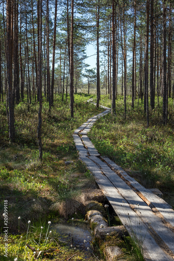 Fototapeta premium Duckboards in a forest and marshland at the Puurijärvi and Isosuo National Park in the Pirkanmaa and Satakunta regions of Finland on a sunny day in the summer.