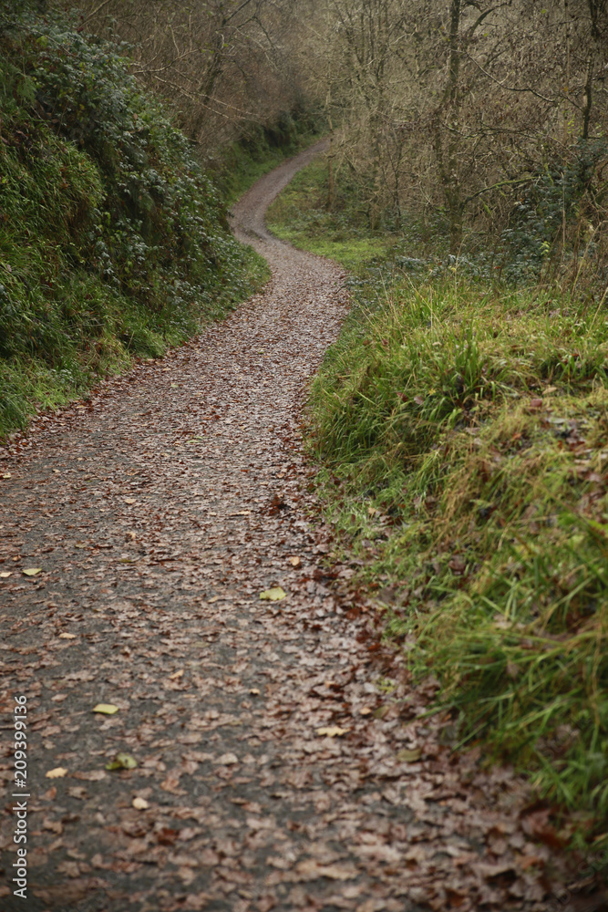 path in the forest