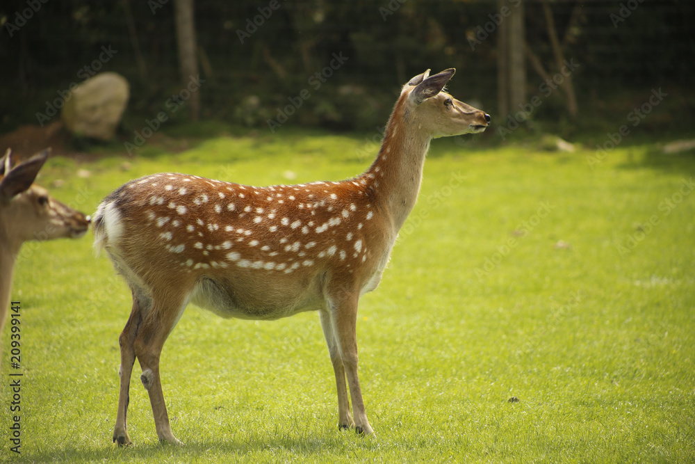 white tailed deer white tailed deer