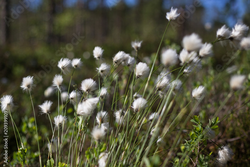 Close-up of blooming hare s tail cottongrass or tussock cottongrass  Eriophorum vaginatum  in wetland in Finland on a sunny day in the summer.