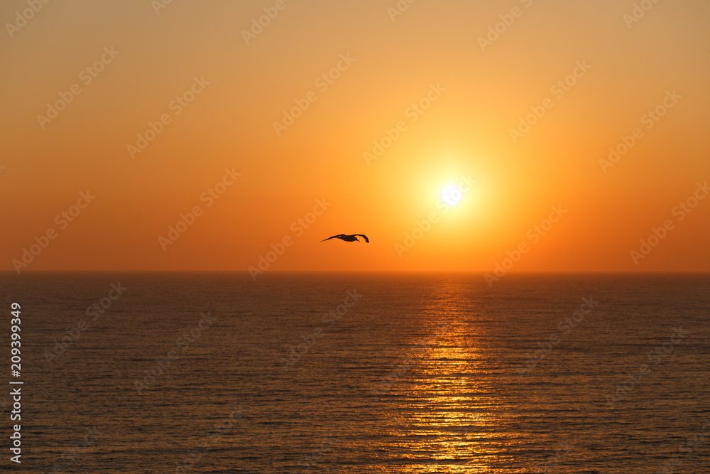 A flight of seagulls at sunset by the sea. The glare of the sun is cast on the sea surface. Orange sunset.