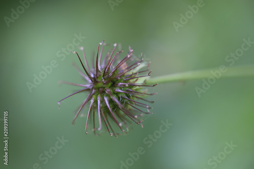 flower of a thistle