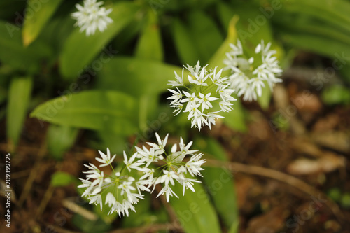 white flowers of a dandelion