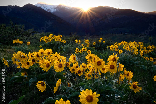 Arnica meadows at sunrise. Balsamroot flowers lit by rising sun in Cascade Mountains near Winthrop and Twisp. Washington State. United States of America. photo