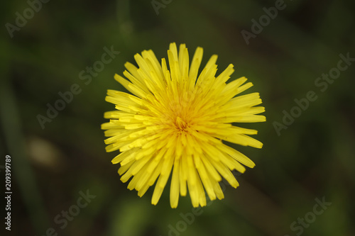 yellow dandelion flower