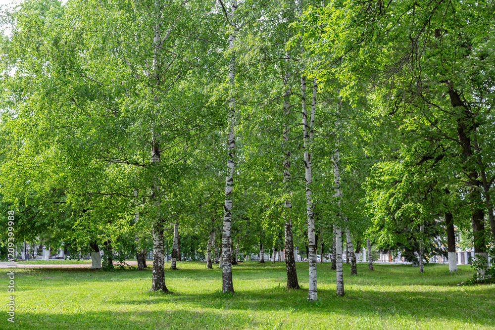 Obraz premium Summer city park with perennial green trees 