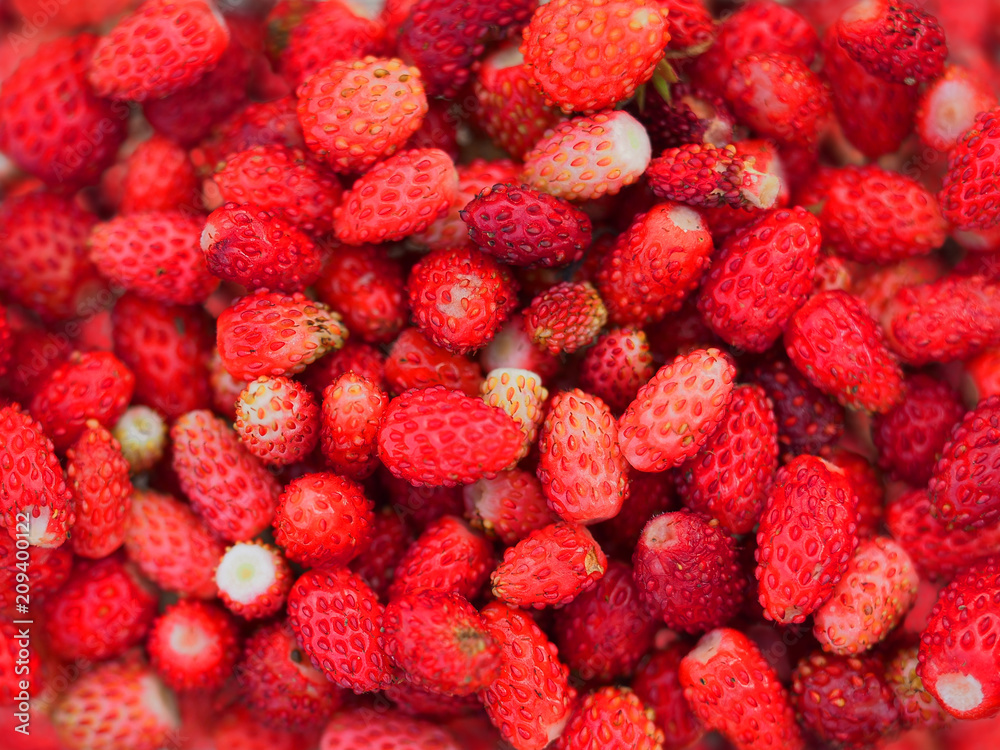 Fresh wild forest strawberries background. Fragaria vesca, woodland strawberry, edible fruits Fresh wild forest strawberries background. Fragaria vesca, woodland strawberry, edible fruits