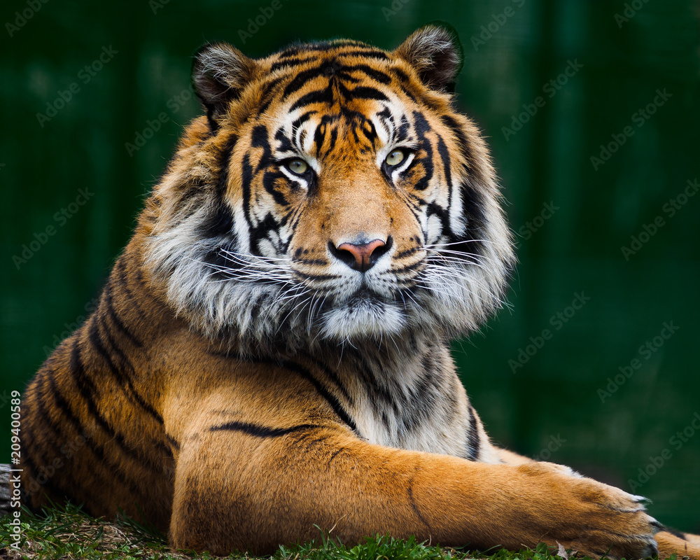 Naklejka premium Tony?