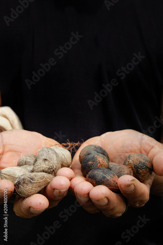 Close up of seeds of Murumuru (Astrocaryum murumuru Mart), a species of Amazon nuts used in the manufacture of cosmetics.