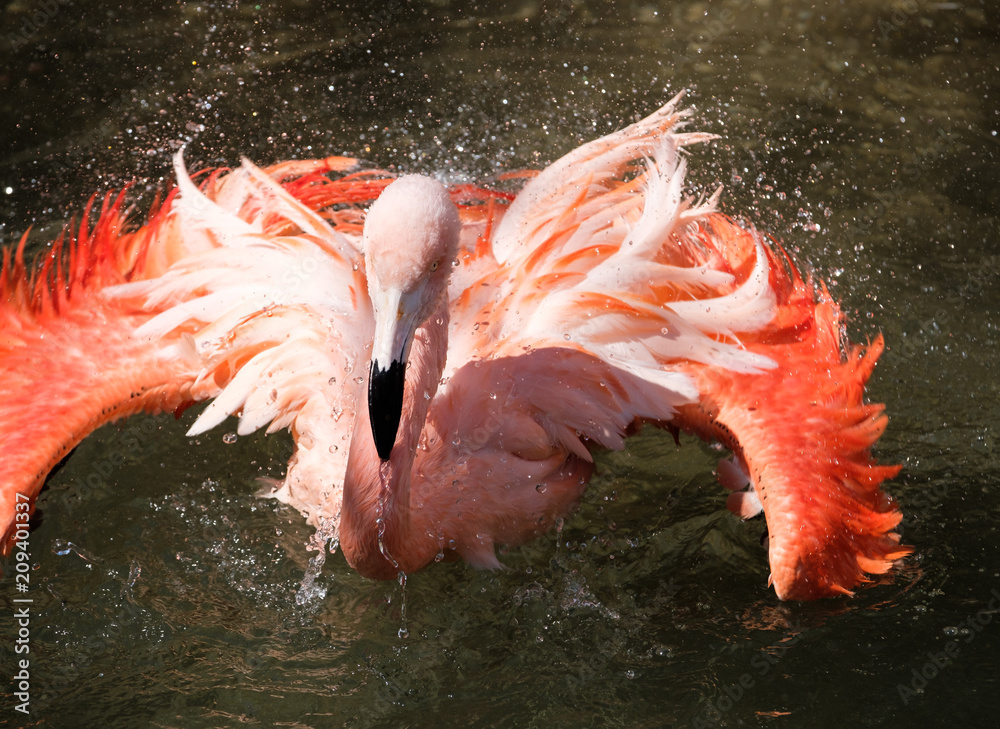 Obraz premium FLAMINGO