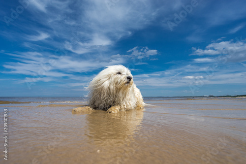 Hund an der Ostsee © R.Bitzer Photography