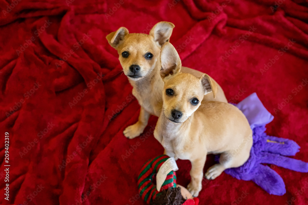 Red chihuahua cheap mix