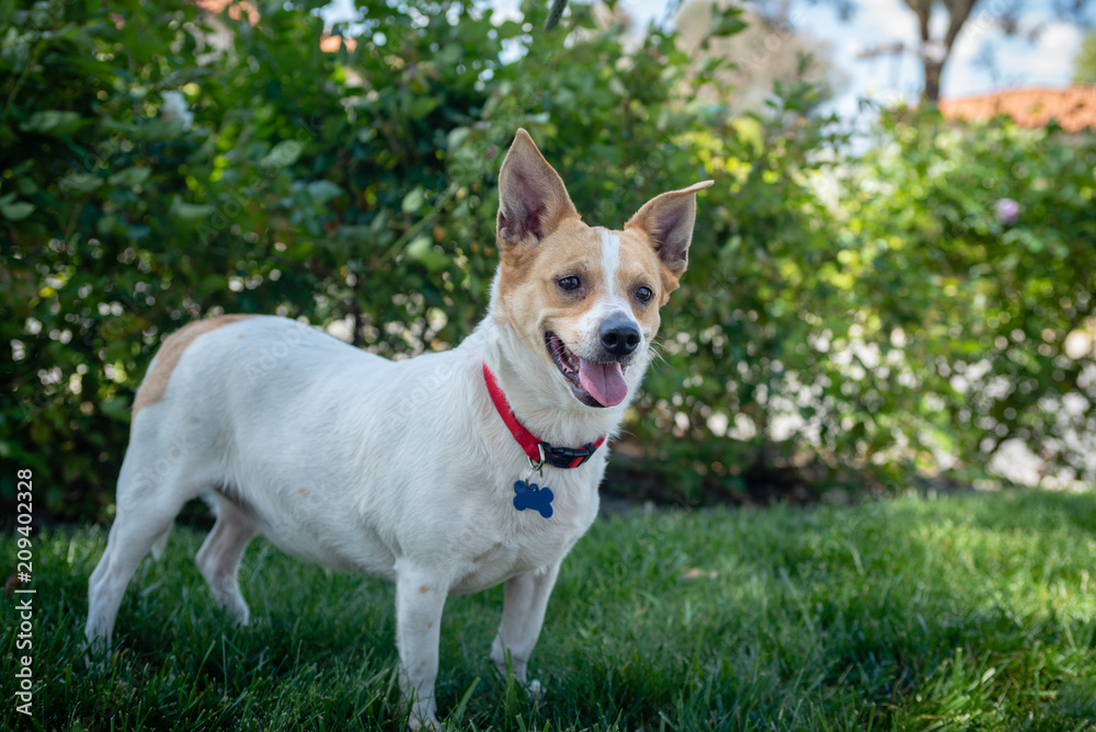 A happy terrier mix dog outside on the grass.